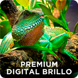 Bobina de plástico polipropileno de alta calidad Premium Digital Brillo