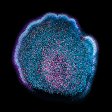 Representación molecular de esporas de hongos de moho