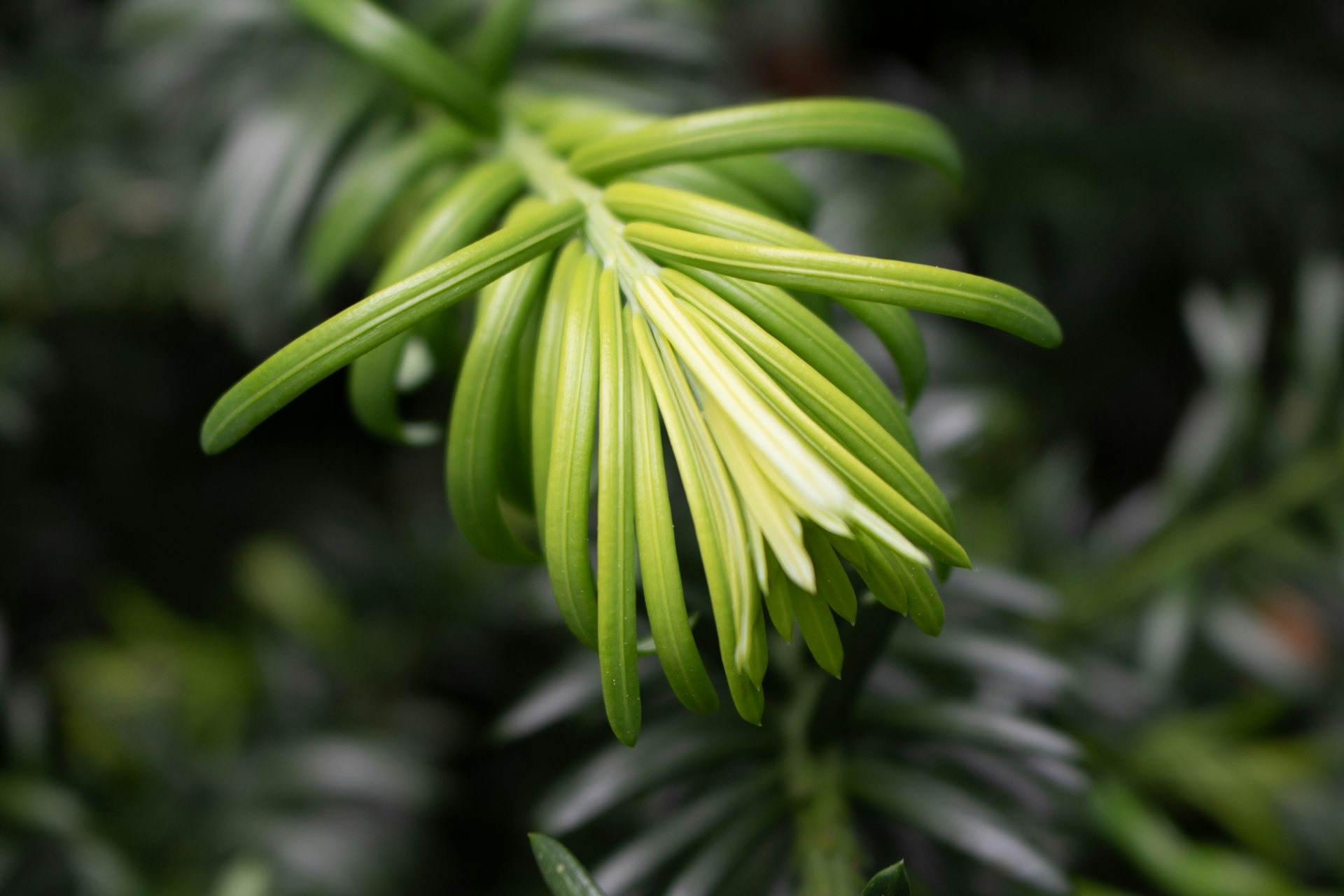 A close up of a green plant with leaves