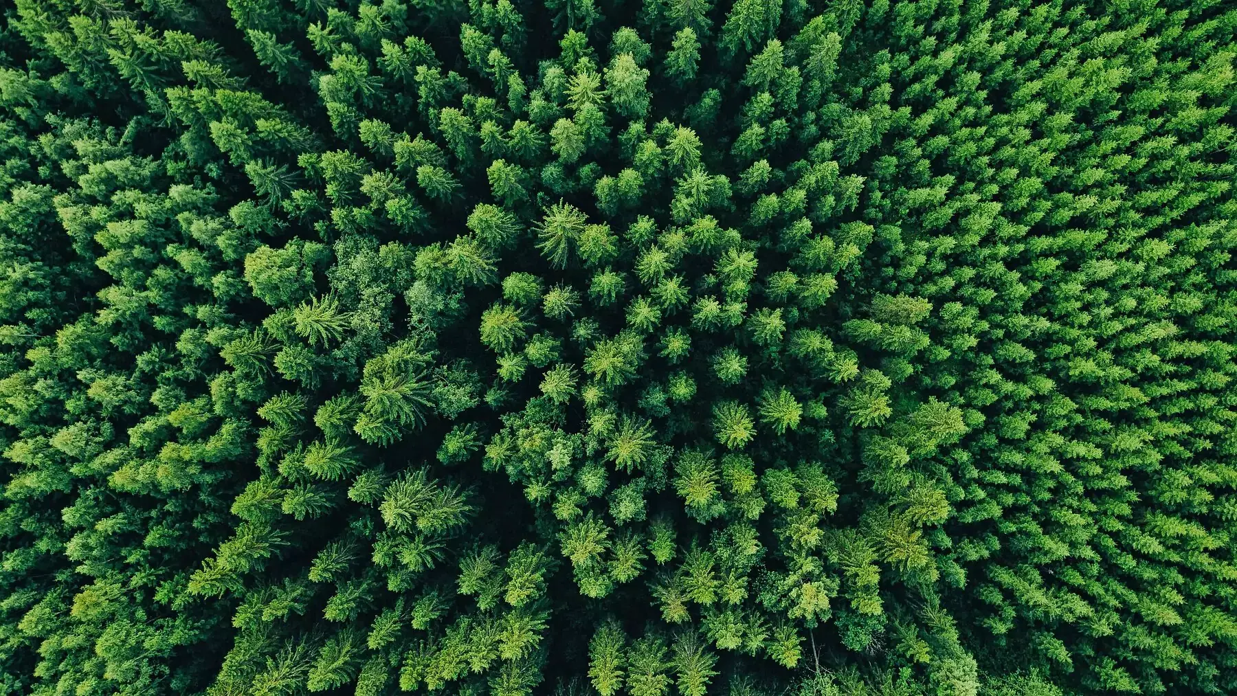 Vista aérea de bosque verde que simboliza la sostenibilidad del papel reciclado
