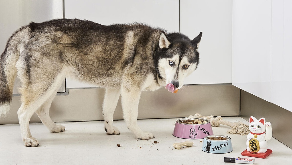 Cajas de pizza decoradas con rotuladores Edding 500 mostrando textos creativos y coloridos.