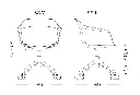 silla-noom-60-4-radios-medidas.webp