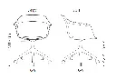 silla-noom-60-5-radios-medidas.webp